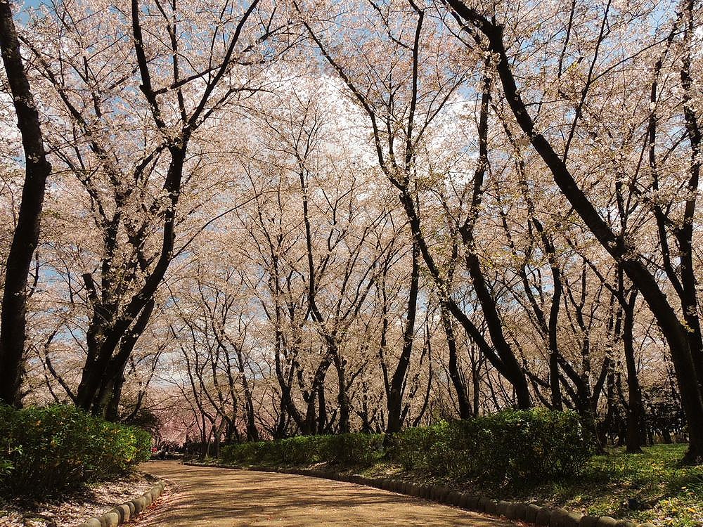 桜 庄内緑地 もうやあこブログ14